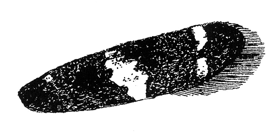 Forewing of Oegoconia deauratella (Autostichidae)